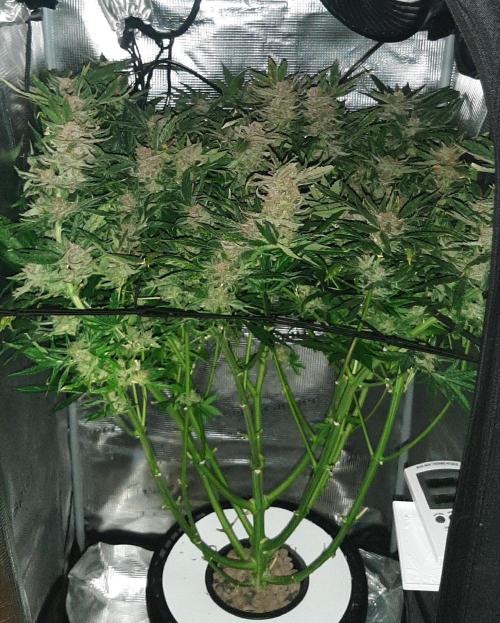 First time DWC. Week 16