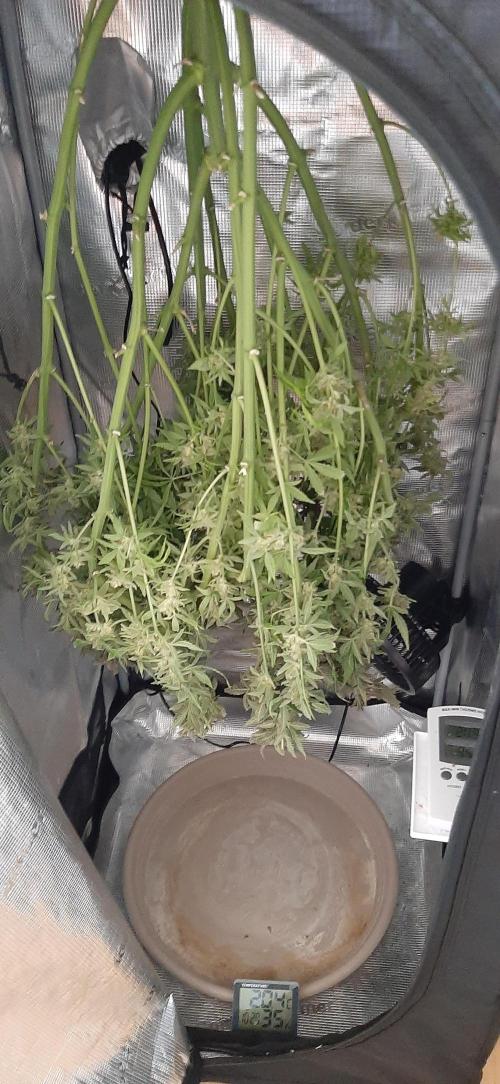 First time DWC. Week 16