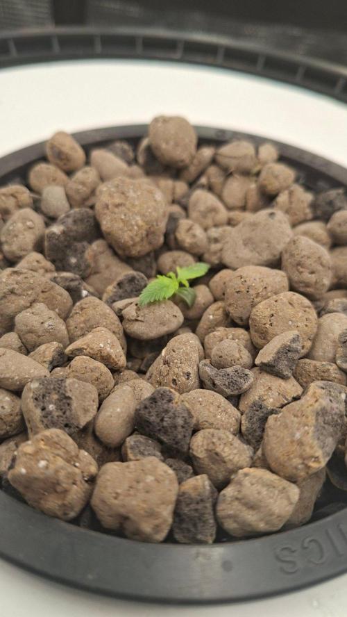 2nd time DWC - she's a cripple!. Week 2