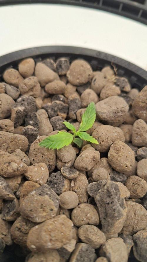 2nd time DWC - she's a cripple!. Week 2