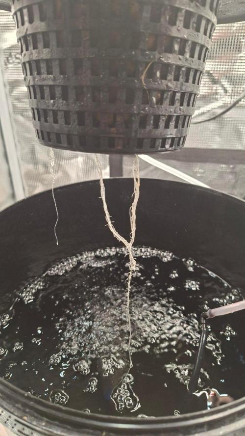 2nd time DWC - she's a cripple!. Week 3