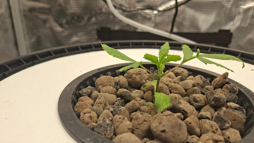 2nd time DWC - she's a cripple!. Week 3