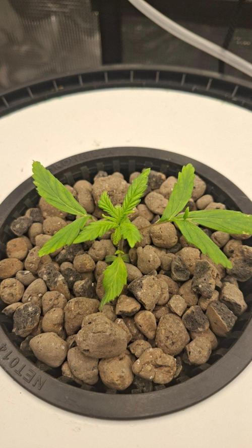2nd time DWC - she's a cripple!. Week 3