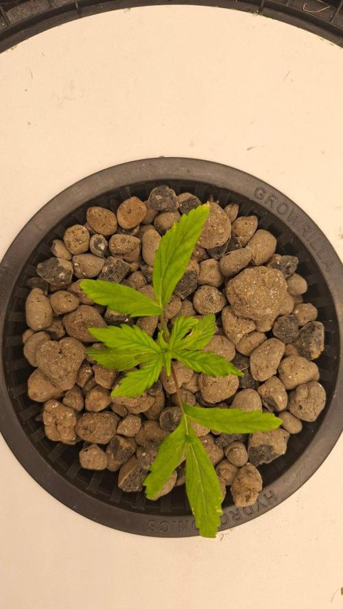 2nd time DWC - she's a cripple!. Week 3
