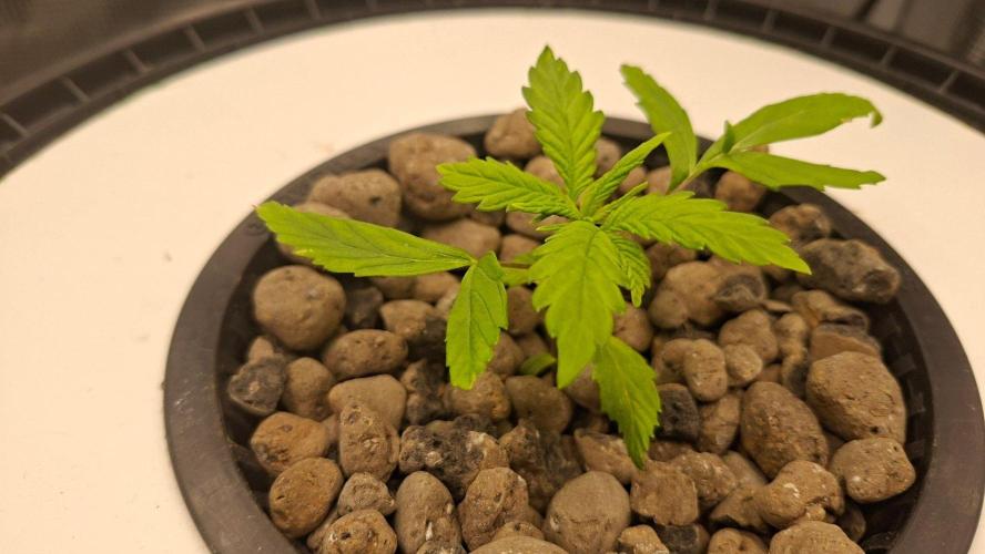 2nd time DWC - she's a cripple!. Week 3