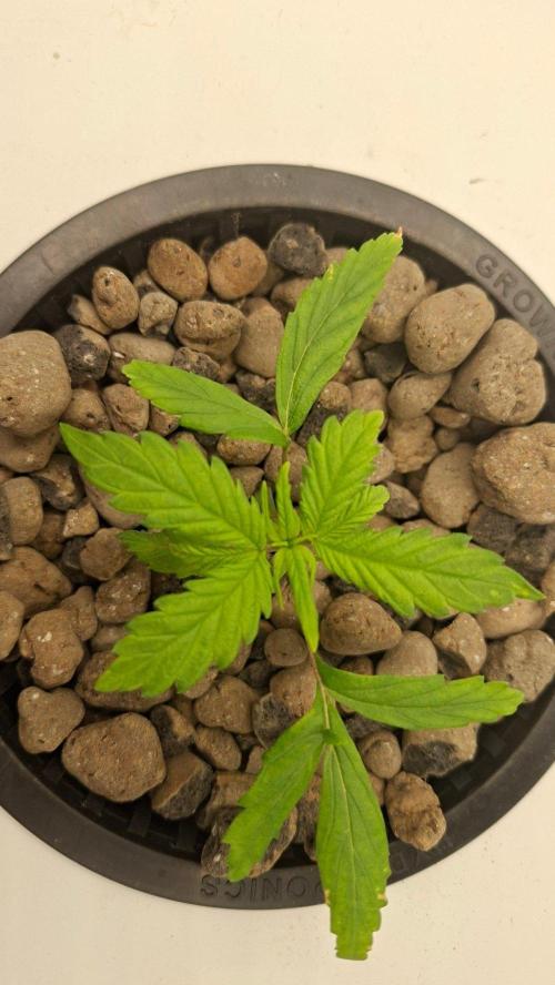 2nd time DWC - she's a cripple!. Week 3