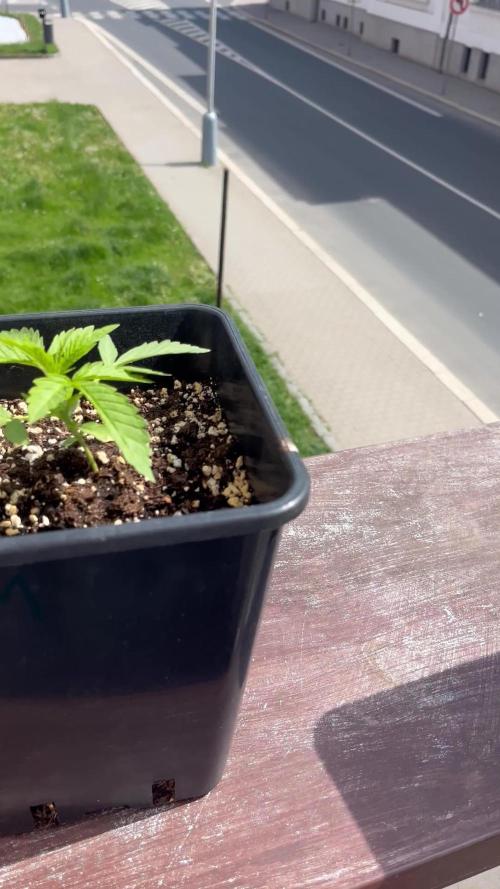 Red mandarine F1