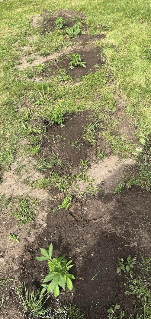 Red mandarine F1. Week 4 - Plants are now planted. There was some minor damage during transport, mainly to 