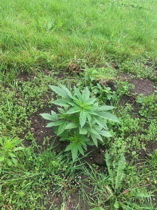 Red mandarine F1. Week 5