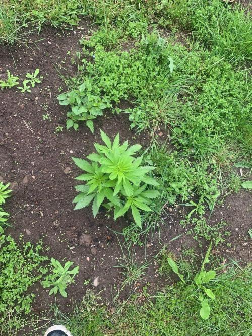 Red mandarine F1. Week 5