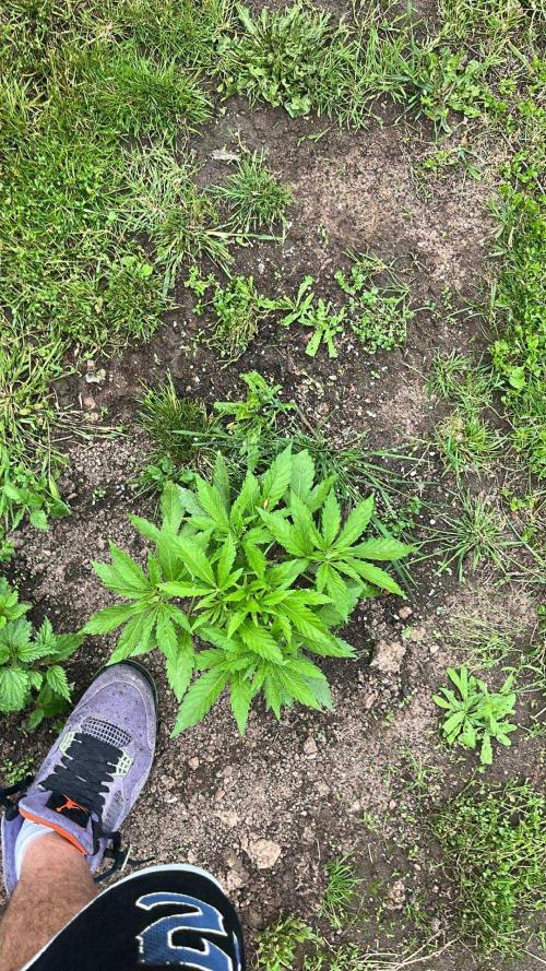 Red mandarine F1. Week 5