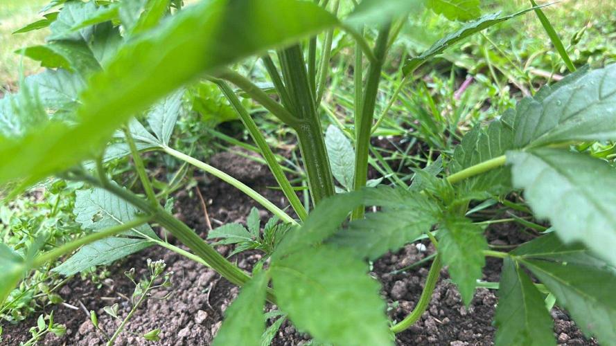 Red mandarine F1. Week 5