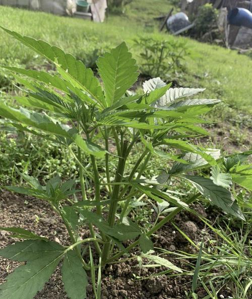 Red mandarine F1. Week 6