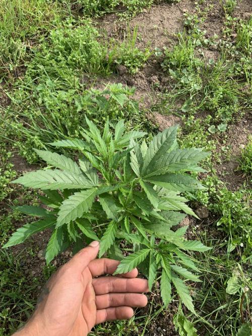 Red mandarine F1. Week 6