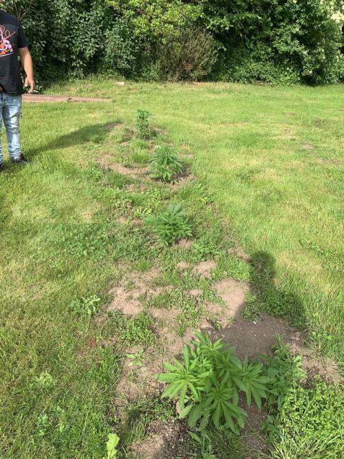 Red mandarine F1. Week 6