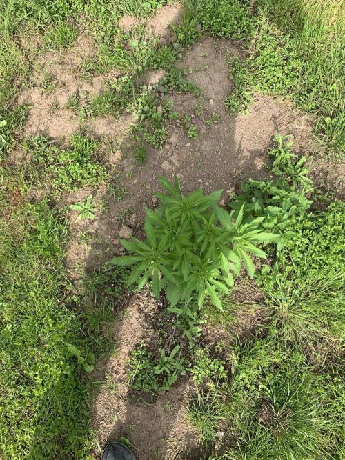 Red mandarine F1. Week 6