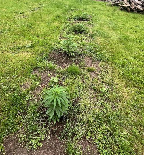 Red mandarine F1. Week 5 - Day 10 – Outdoor