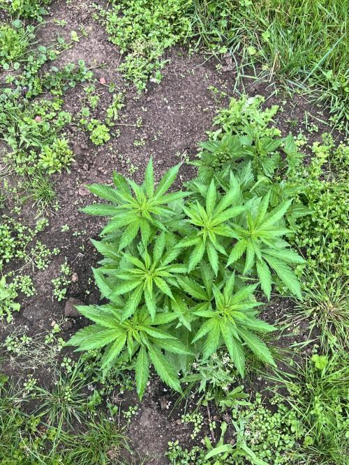 Red mandarine F1. Week 5