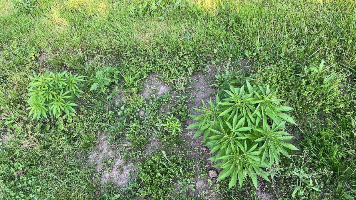 Red mandarine F1. Week 7