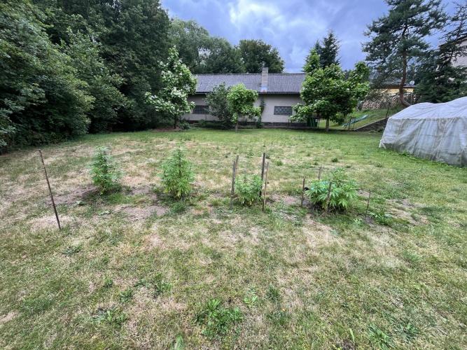 Red mandarine F1. Week 9