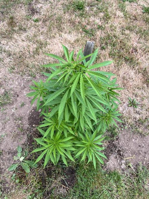 Red mandarine F1. Week 9