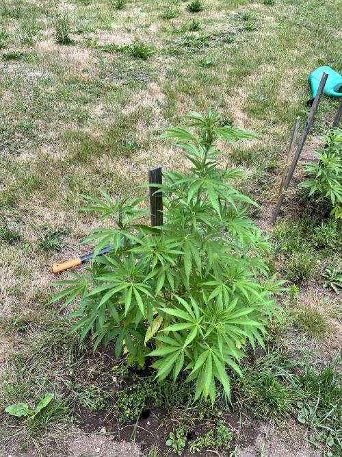 Red mandarine F1. Week 9