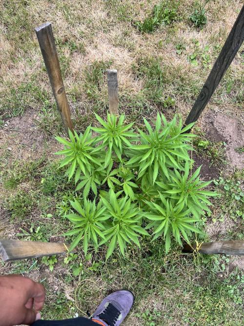 Red mandarine F1. Week 9