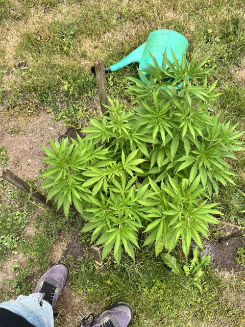 Red mandarine F1. Week 9