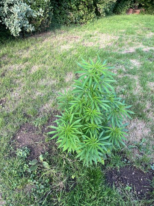 Red mandarine F1. Week 10