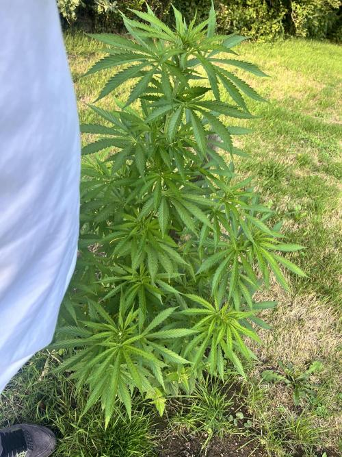 Red mandarine F1. Week 10