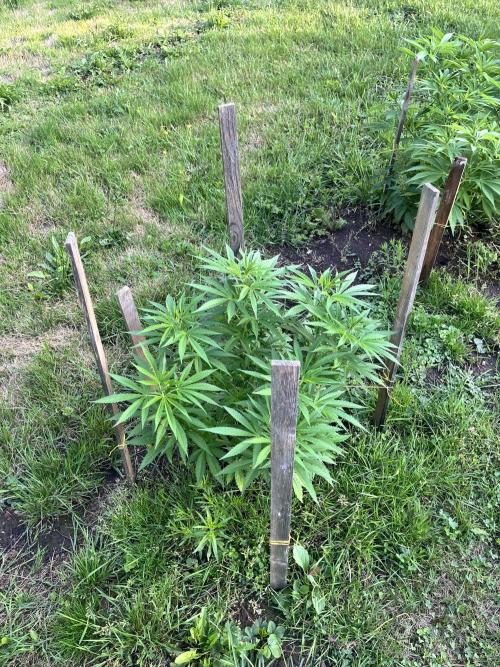 Red mandarine F1. Week 10