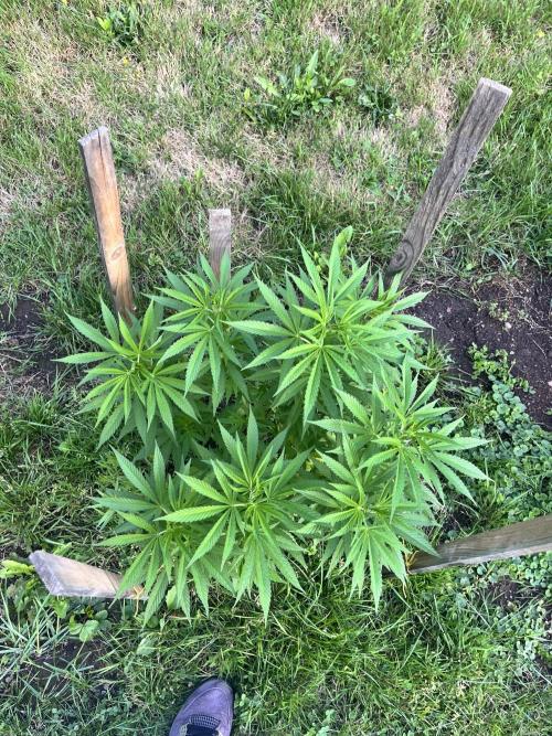 Red mandarine F1. Week 10