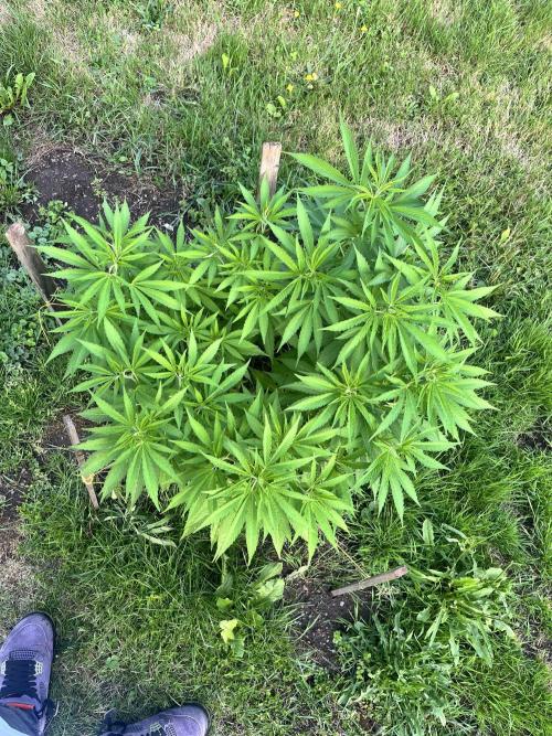 Red mandarine F1. Week 10