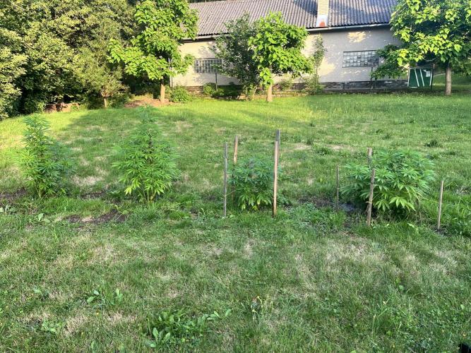 Red mandarine F1. Week 10