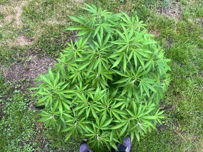 Red mandarine F1. Week 11