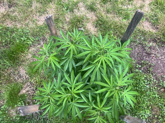 Red mandarine F1. Week 11