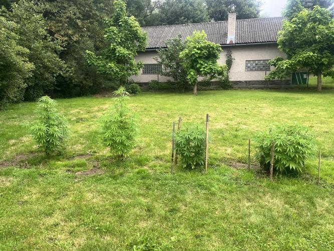 Red mandarine F1. Week 11