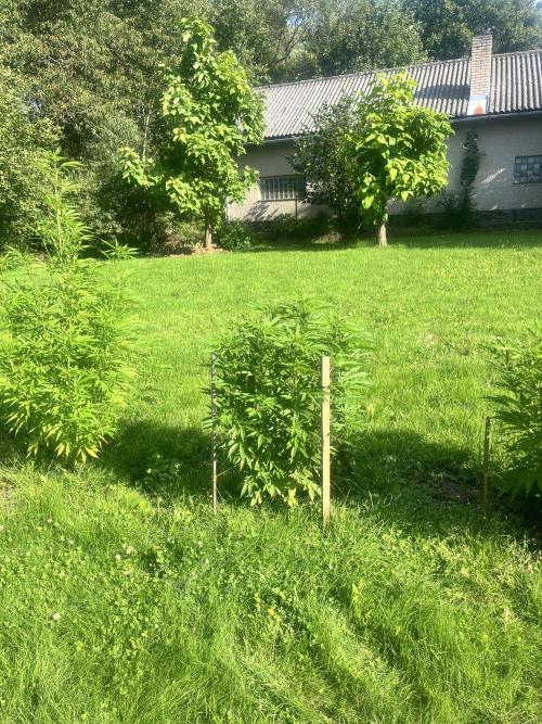 Red mandarine F1. Week 12