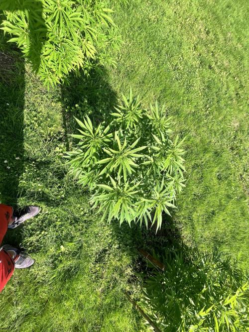 Red mandarine F1. Week 12