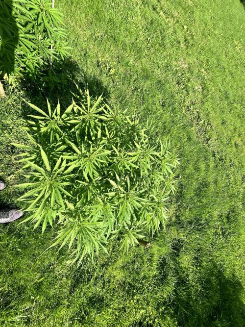 Red mandarine F1. Week 12