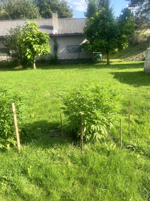 Red mandarine F1. Week 12