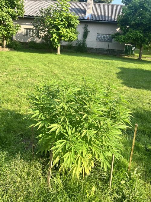 Red mandarine F1. Week 13