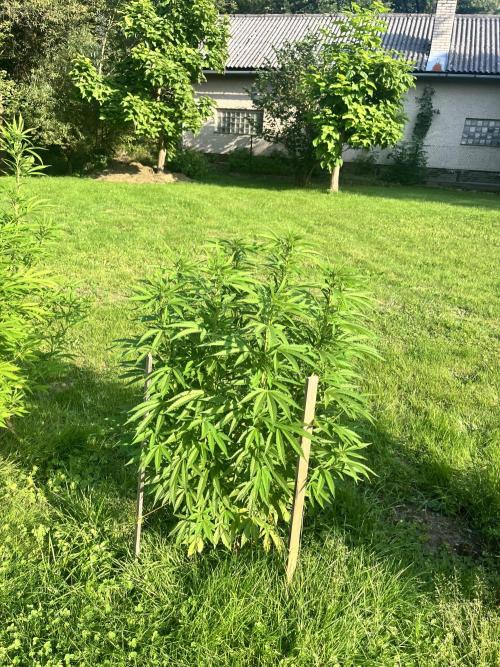 Red mandarine F1. Week 13