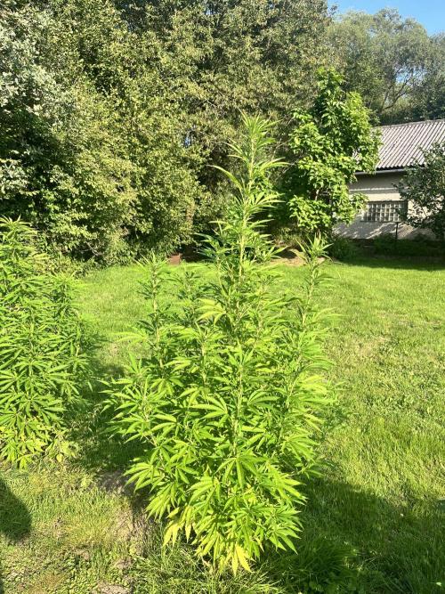 Red mandarine F1. Week 13