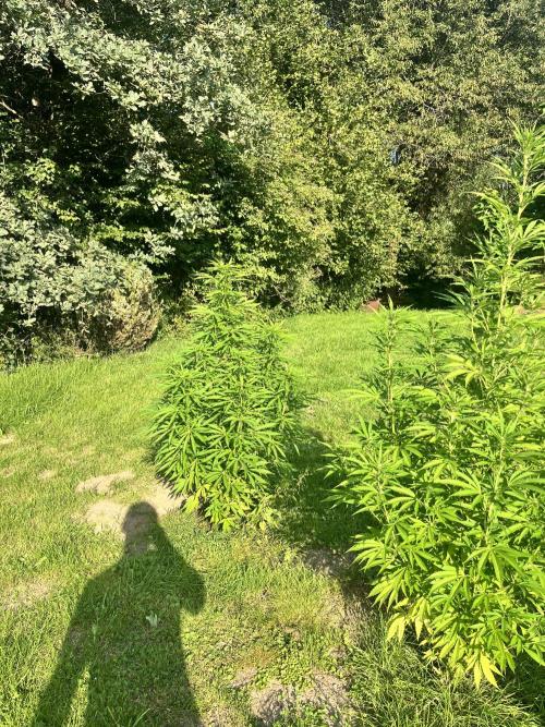 Red mandarine F1. Week 13