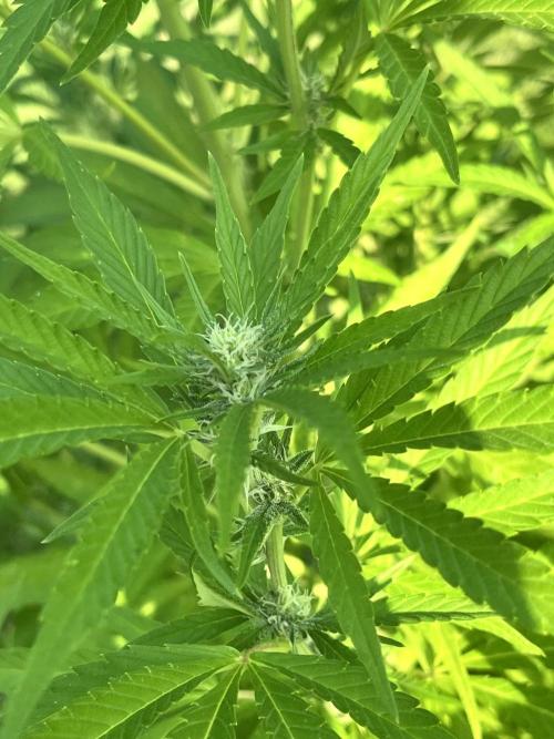 Red mandarine F1. Week 13