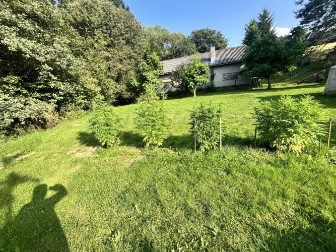 Red mandarine F1. Week 13