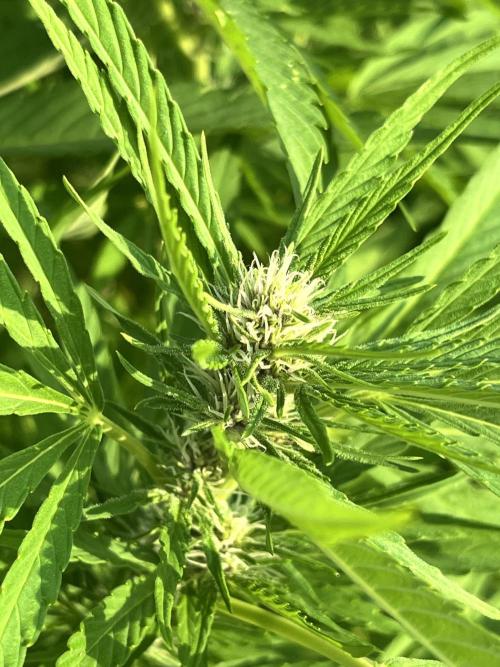 Red mandarine F1. Week 14