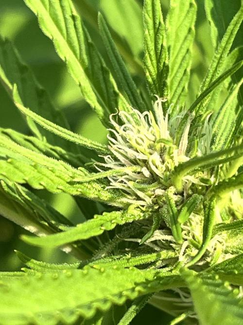 Red mandarine F1. Week 14