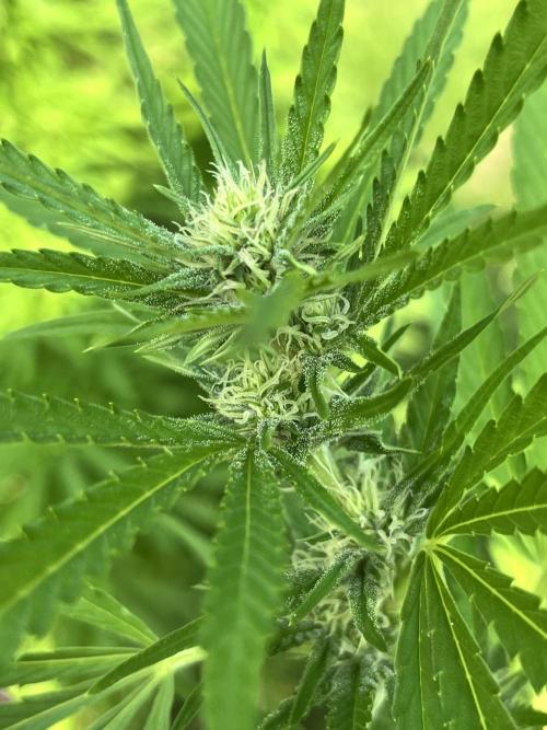 Red mandarine F1. Week 14